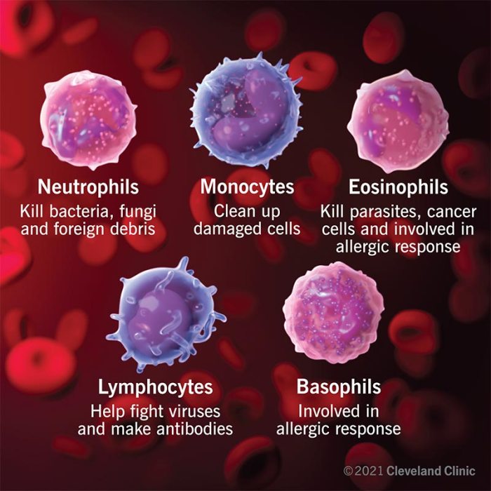 Match the following term with its correct description lymphocyte