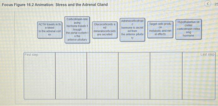 Focus figure 16.2 animation stress and the adrenal gland