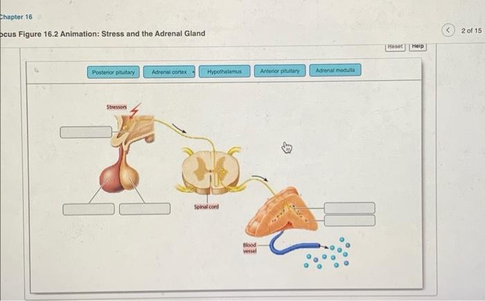 Adrenal glands cortex gland hormone secretion hormones endocrine austincc pituitary physiology