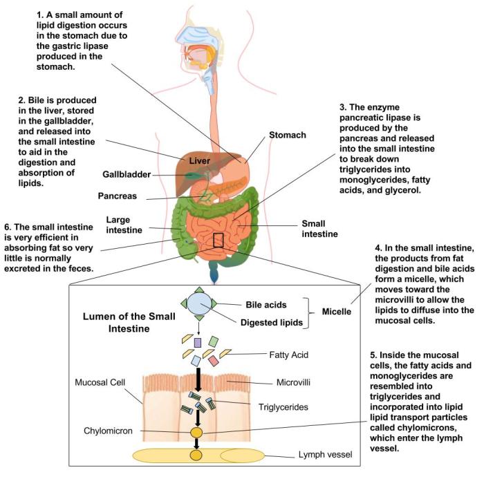 Bile salts increase the rate of lipid digestion by pancreatin.