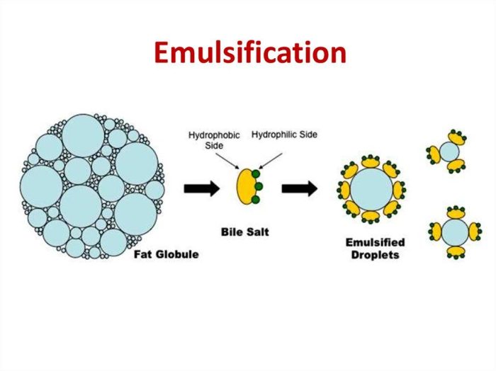 Bile salts digestive emulsification digestion lipids role lipid biology biochemistry biomedical molecules metabolism cholesterol thyroid theory