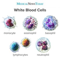 Match the following term with its correct description lymphocyte