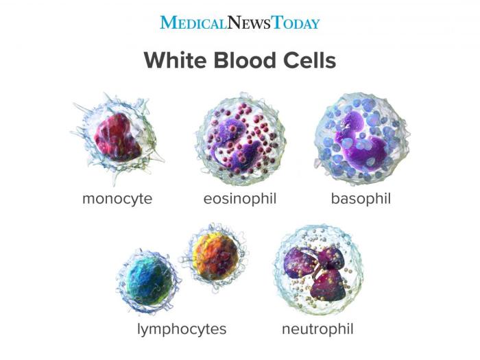 Match the following term with its correct description lymphocyte