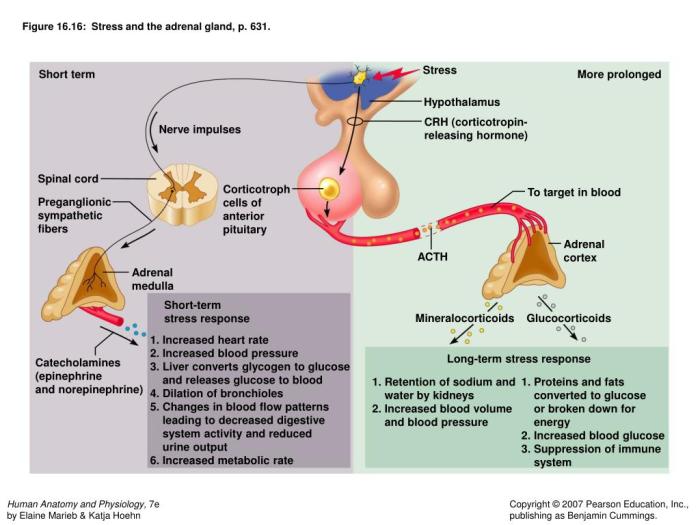 Focus figure 16.2 animation stress and the adrenal gland