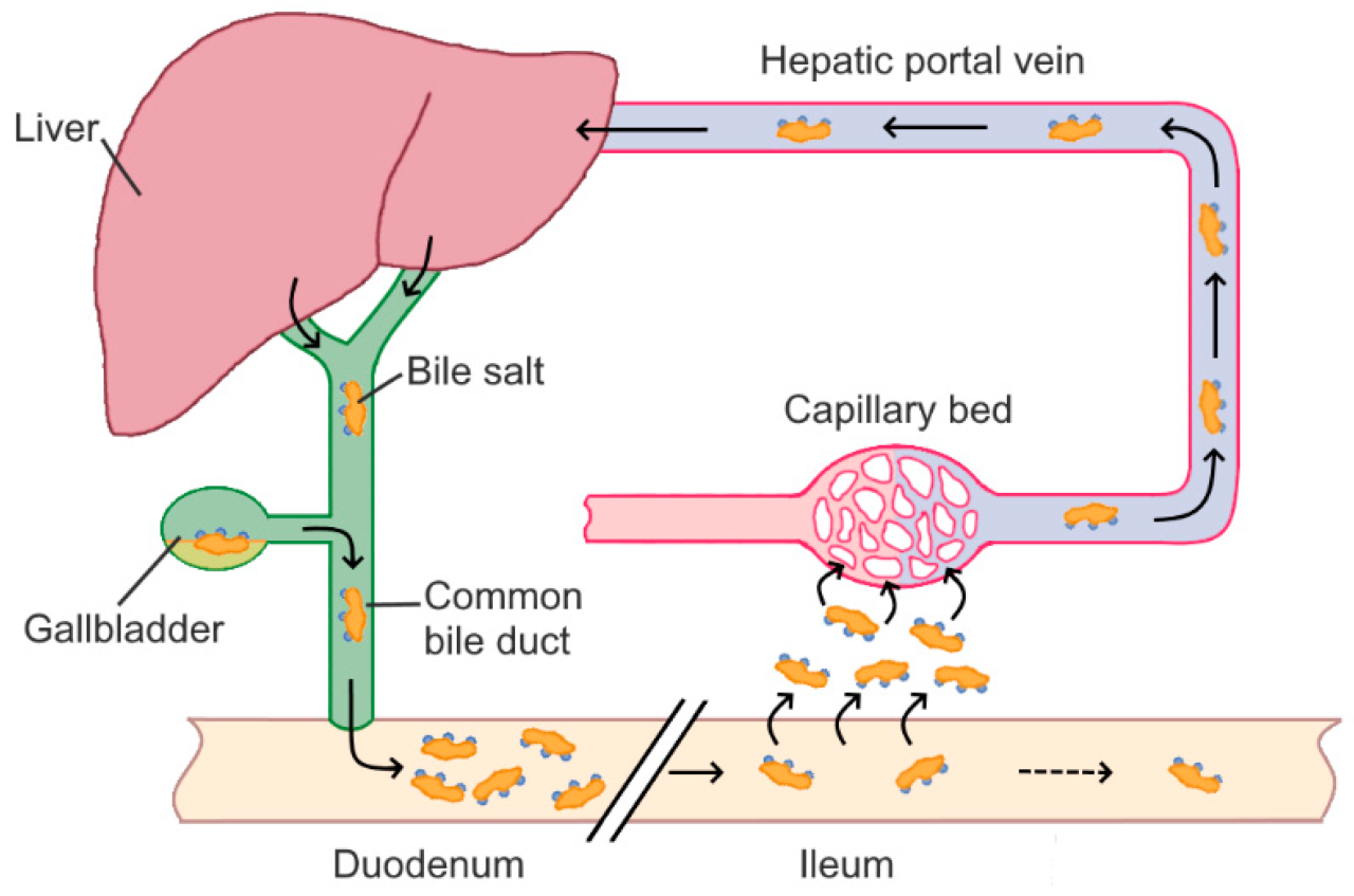 Bile salts increase the rate of lipid digestion by pancreatin.