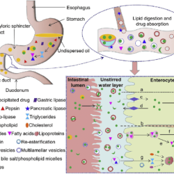 Bile salts