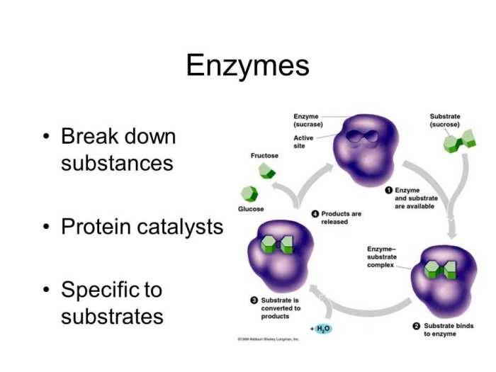 Pogil enzymes and cellular regulation answers